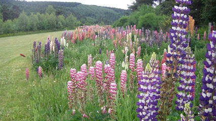 Jardins Et Paysages, Paysagiste à Naussac-Fontanes