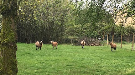 Damien FONTENEAU Eco Pâturage Vendéen, Paysagiste à Château-Guibert