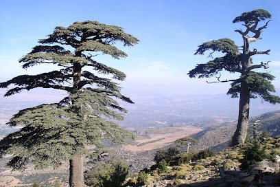 Cèdre Paysage, Paysagiste à Domont