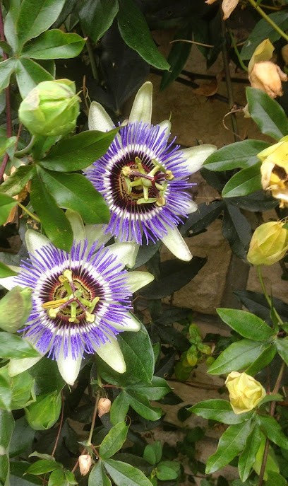 ARROSEA, Paysagiste à Tourville-la-Rivière