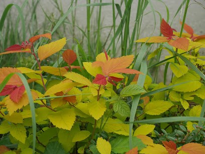 De la Fleur au Jardin, Paysagiste à Orgeval