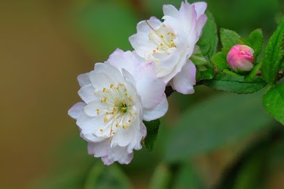 Jardins Des Miléna, Paysagiste à Carvin